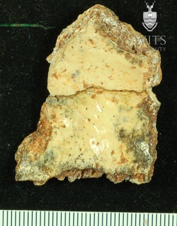 STW 252r Australopithecus africanus cranial fragment 2
