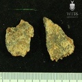 STW_252s_Australopithecus_africanus_cranial_fragments_2.JPG