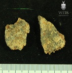 STW 252s Australopithecus africanus cranial fragments 2