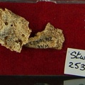STW_253_Australopithecus_africanus_cranial_fragments.JPG