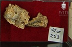 STW 253 Australopithecus africanus cranial fragments