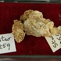 STW 255 A. africanus cranial fragments