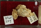 STW 255 A. africanus cranial fragments