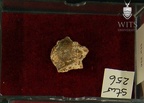 STW 256 Australopithecus africanus cranial fragment2