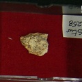 STW 258 Australopithecus africanus cranial fragment