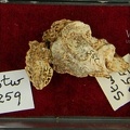 STW 259 Australopithecus africanus cranial fragments2