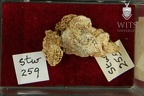 STW 259 Australopithecus africanus cranial fragments2