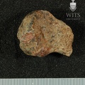 STW 25 Australopithecus africanus FEMR anterior