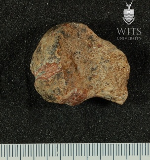 STW 25 Australopithecus africanus FEMR anterior
