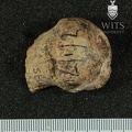 STW_25_Australopithecus_africanus_FEMR_posterior.JPG