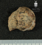 STW 25 A. africanus right femur head