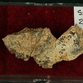 STW 262 Australopithecus africanus cranial fragment