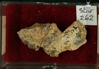 STW 262 Australopithecus africanus cranial fragment