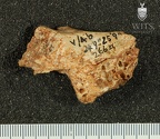 STW 266a Australopithecus africanus cranial fragment 1