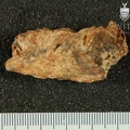 STW_266a_Australopithecus_africanus_cranial_fragment_2.JPG