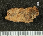 STW 266a Australopithecus africanus cranial fragment 2