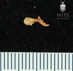 STW 266b Australopithecus africanus left malleus