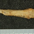 STW 26 Australopithecus africanus MC4L dorsal