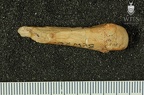STW 26 Australopithecus africanus MC4L dorsal