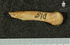 STW 26 A. africanus left fourth metacarpal