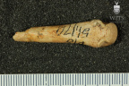 STW 26 Australopithecus africanus MC4L palmar