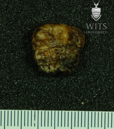 STW 278 Australopithecus africanus LRM3 occlusal