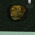 STW 278 Australopithecus africanus LRM3 occlusal