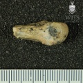 STW_27_Australopithecus_africanus_metacarpal_dorsal.JPG