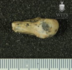 STW 27 Australopithecus africanus metacarpal dorsal