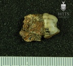STW 281 Australopithecus africanus ULP4 mesial