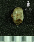 STW 281 Australopithecus africanus ULP4 occlusal