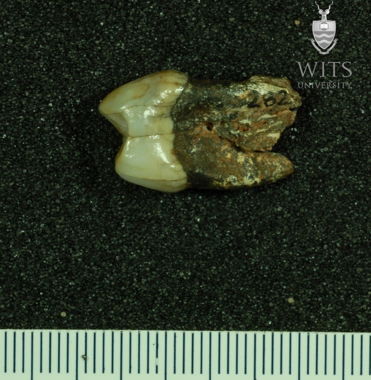 STW 282 Australopithecus africanus URP3 mesial