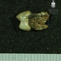 STW 282 Australopithecus africanus URP3 mesial