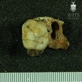 STW_283_Australopithecus_africanus_partial_left_maxilla_inferior.JPG