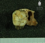 STW 283 Australopithecus africanus partial left maxilla inferior