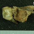 STW 283 Australopithecus africanus partial left maxilla posterior