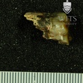 STW 285 Australopithecus africanus LRM2 buccal