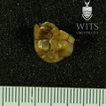 STW 285 Australopithecus africanus LRM2 occlusal