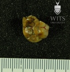 STW 285 Australopithecus africanus LRM2 occlusal