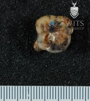 STW 286 Australopithecus africanus LLM2 occlusal