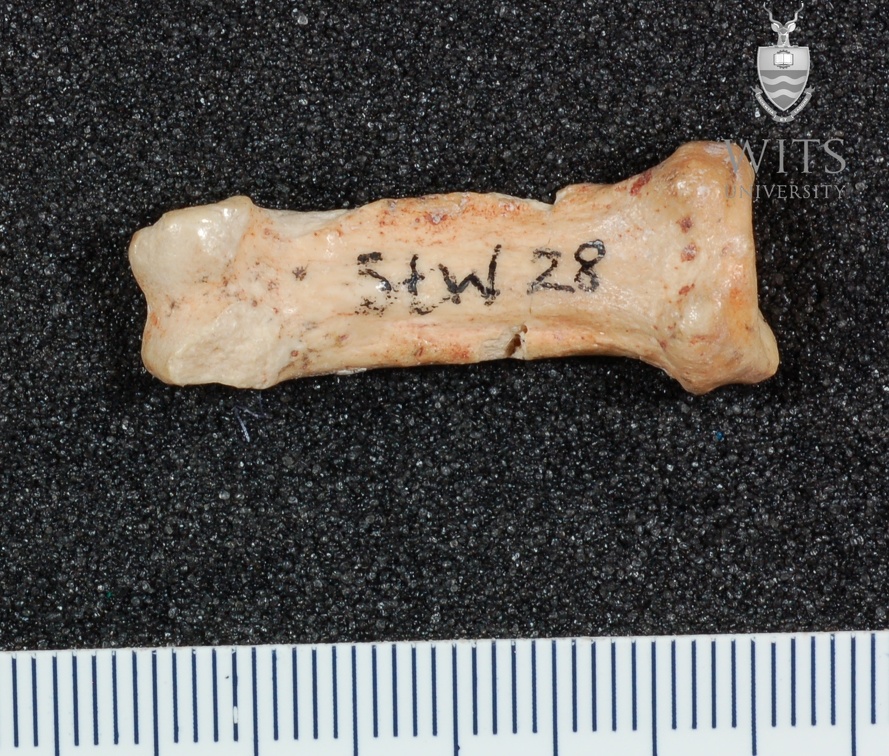 STW 28 Australopithecus africanus hand phalanx palmar