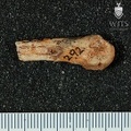STW 292 Australopithecus africanus right fourth metacarpal medial