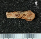 STW 292 Australopithecus africanus right fourth metacarpal medial