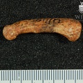 STW_293_Australopithecus_africanus_hand_proximal_phalanx.JPG
