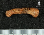 STW 293 Australopithecus africanus hand proximal phalanx