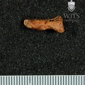 STW 294 Australopithecus africanus hand first distal phalax