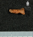 STW 294 Australopithecus africanus hand first distal phalax