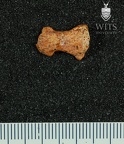 STW 294 Australopithecus africanus hand first distal phalax palmar