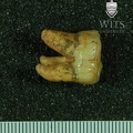 STW 295 Australopithecus africanus LRM3 buccal
