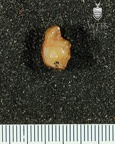 STW 295 STW 324 Australopithecus africanus LRM1 occlusal